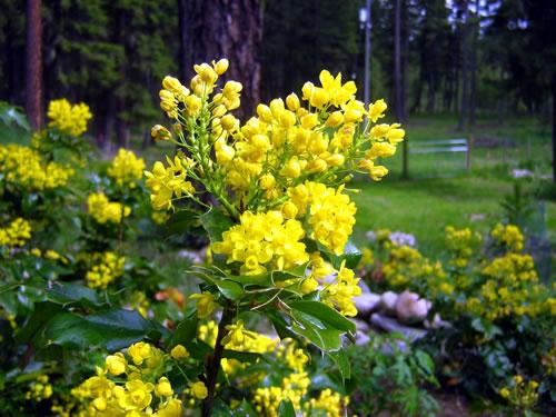 oregon grape