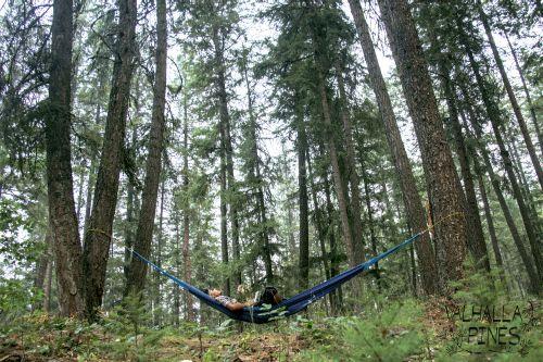 hammock in the trees