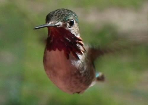 hummingbird