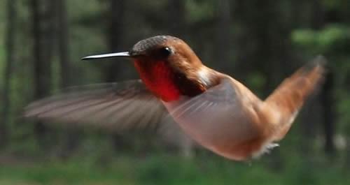 humming bird