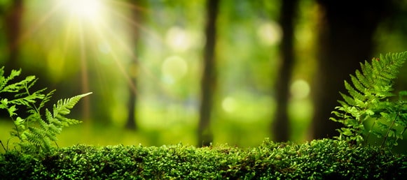 Closeup on moss in forest